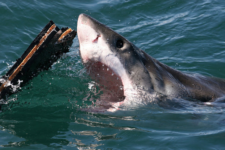 Great white shark attack