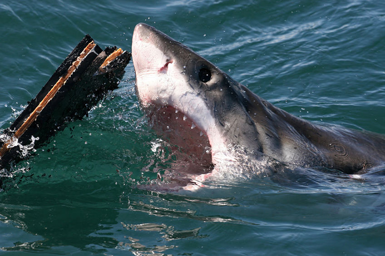 Great white sharks attack