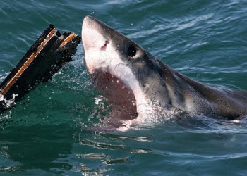 Great white sharks attack