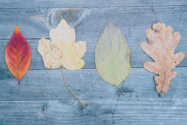 Tree identification with leaves