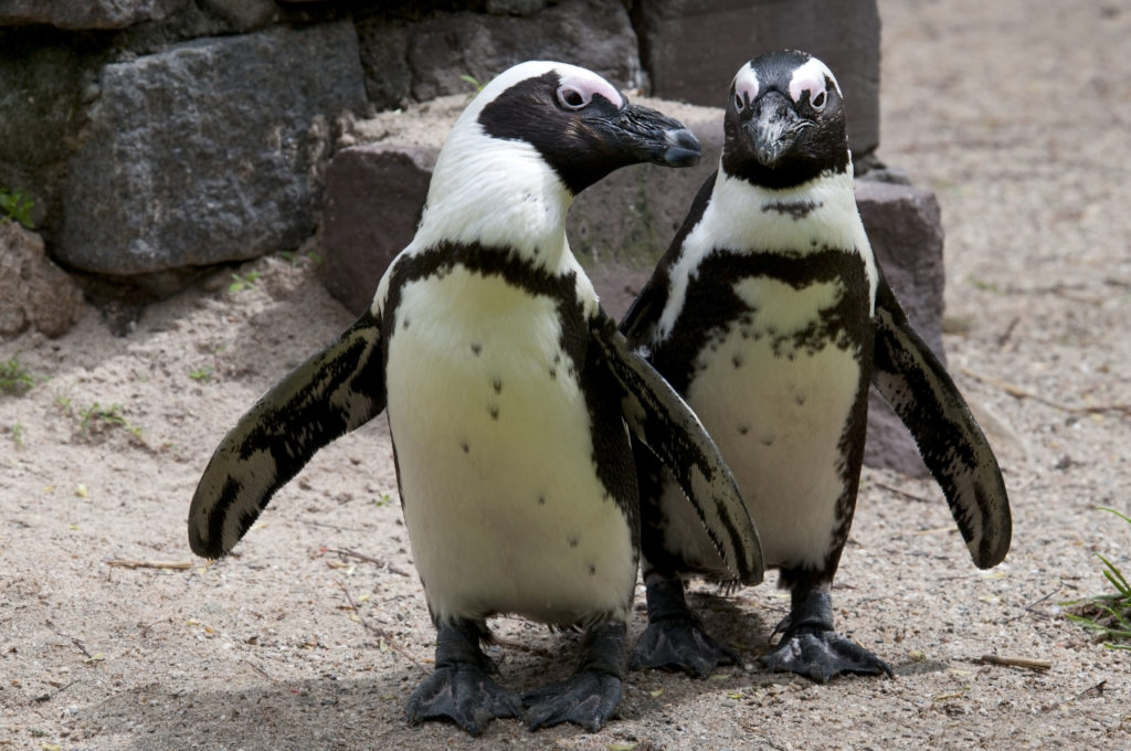 penguin at the zoo in the Netherlands live events
