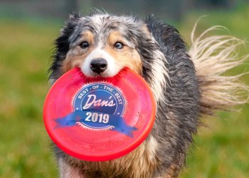 Dan's Best of the Best 2019 South Fork and North Fork Dog Breeder Winners East End