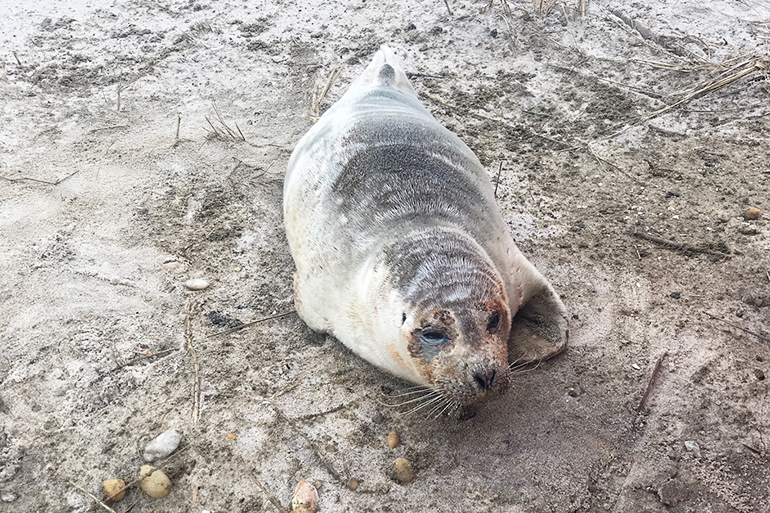 Harbor seal rescued on Dune Road