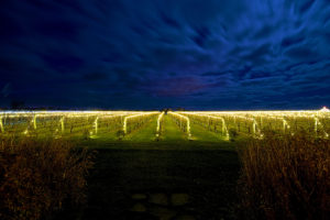 The Wölffer Estate Lighting of the Vines