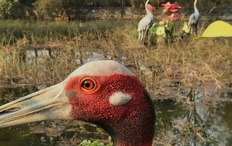 Lillian Ball, 2016, Buddhist Disneyland series, chromogenic print. Image courtesy of the artist