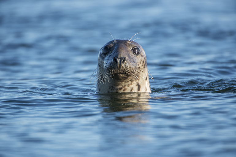A seal saying hello