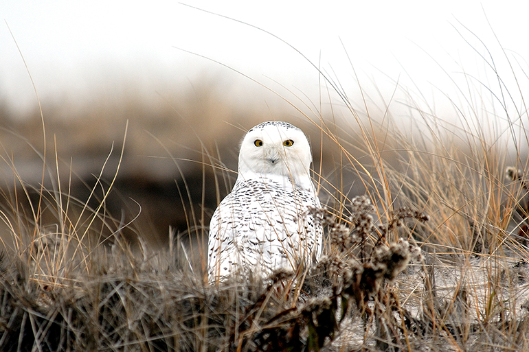 A wintering snowy owl