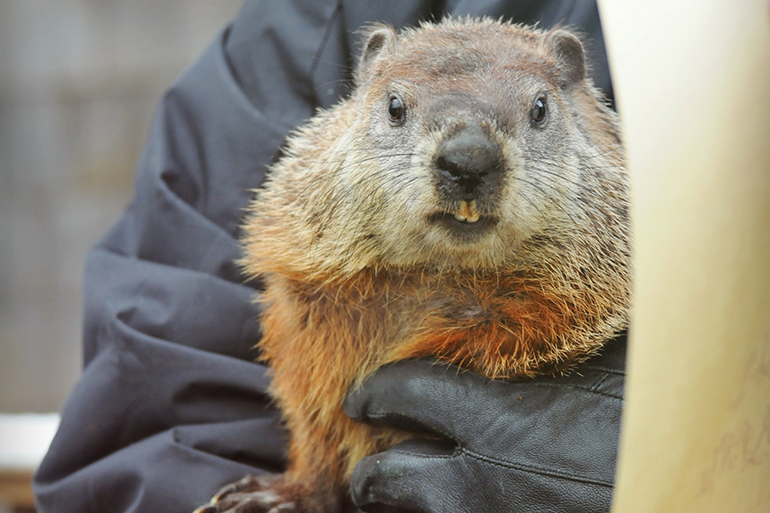 Quigley the groundhog