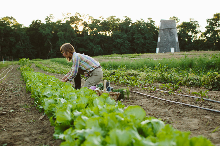 ­­Cristina Cosentino working on Sylvester Manor Educational Farm