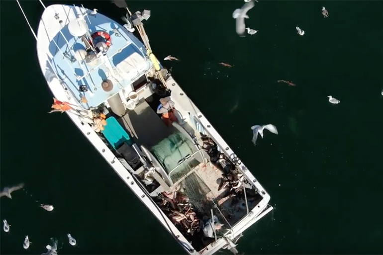 Drone Footage Demonstrates the Price of Gill Net Fishing on the East End