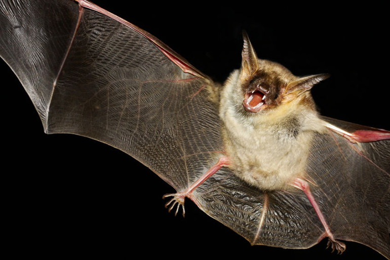 Scary bat