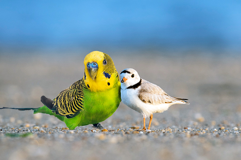 Bobby the parakeet with his piping plover brethren