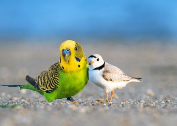 Bobby the parakeet with his piping plover brethren