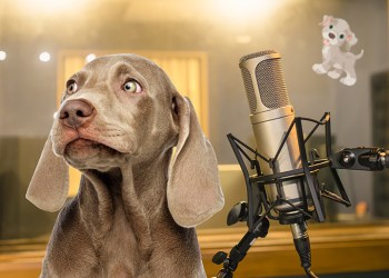 Dog in voice recording studio