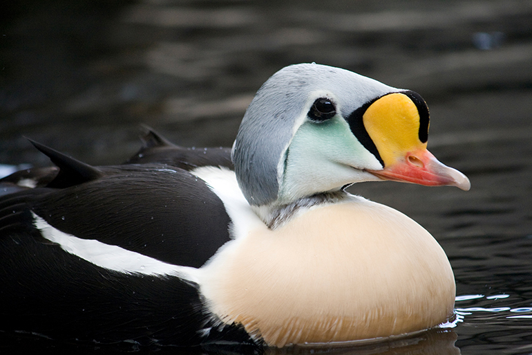 Most East End birdwatchers can only dream of spotting the rare king eider duck