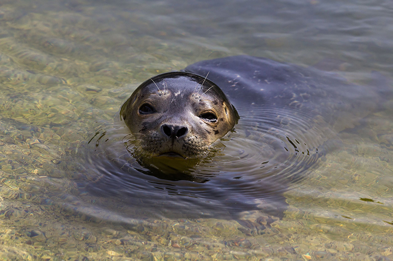 common seal resting on the bottom (phoca vitulina)