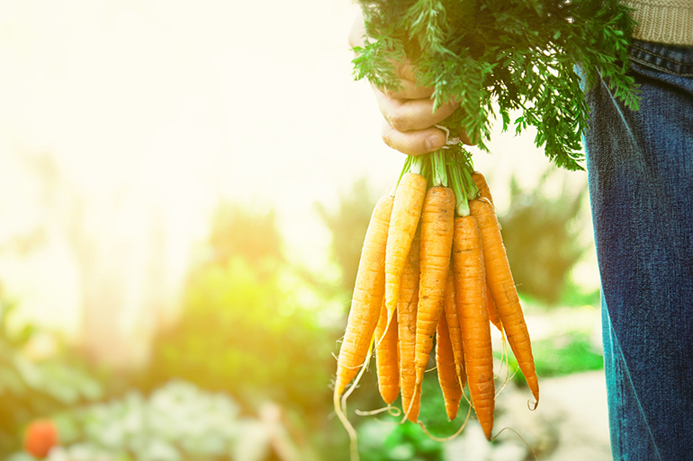 Organic vegetables. Healthy food. Fresh organic carrots in farmers hands
