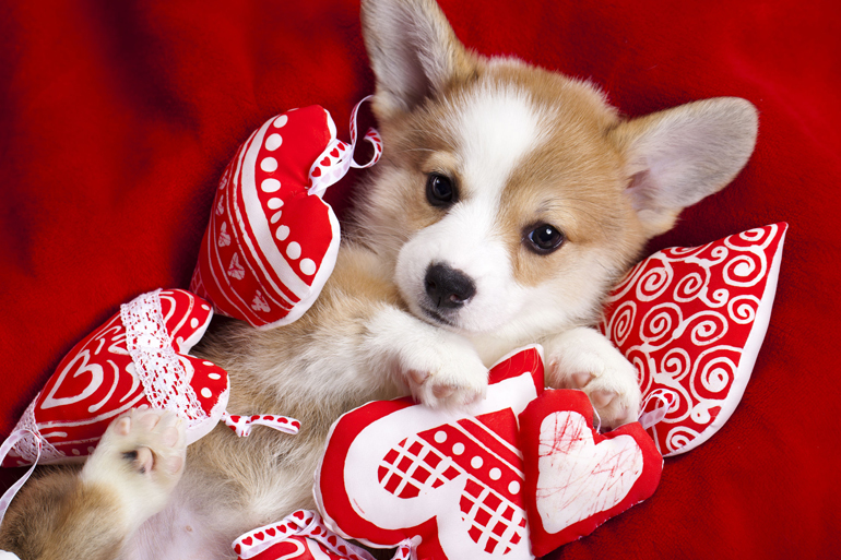 Valentine's corgi