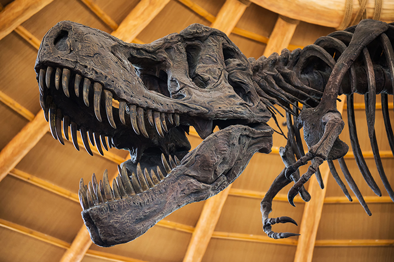 Close up of Giant Dinosaur or T-rex skeleton