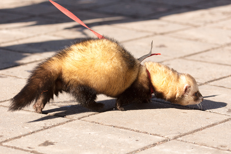 Hamptons Police Department ferret officer in training