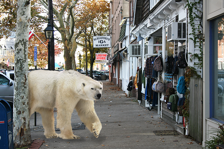 Polar bear loose in Sag Harbor