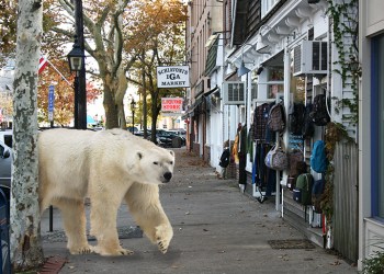 Polar bear loose in Sag Harbor