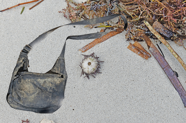 Purse washed up on the beach