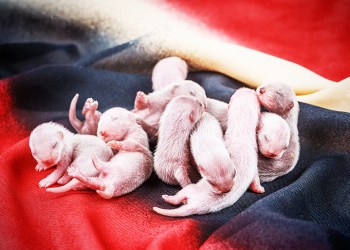 Baby Hamptons police ferrets