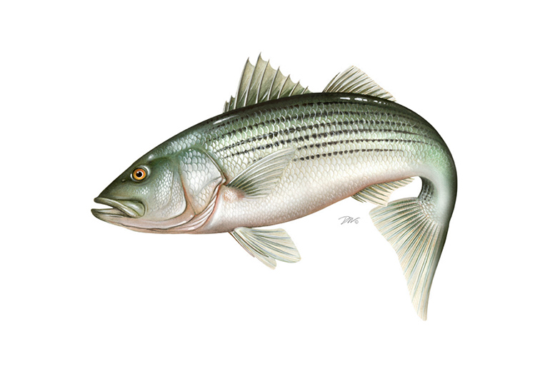 Striped bass illustration from ASMFC Addendum VI