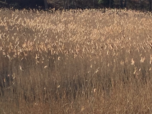 East End Reeds