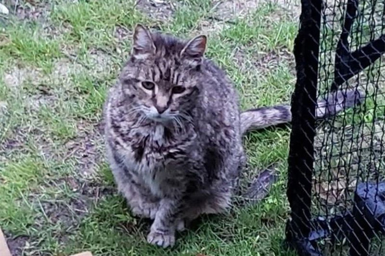 Pepper was found decapitated on March 29