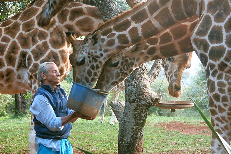 Peter Beard with giraffes at Hog Ranch in Kenya, 2014