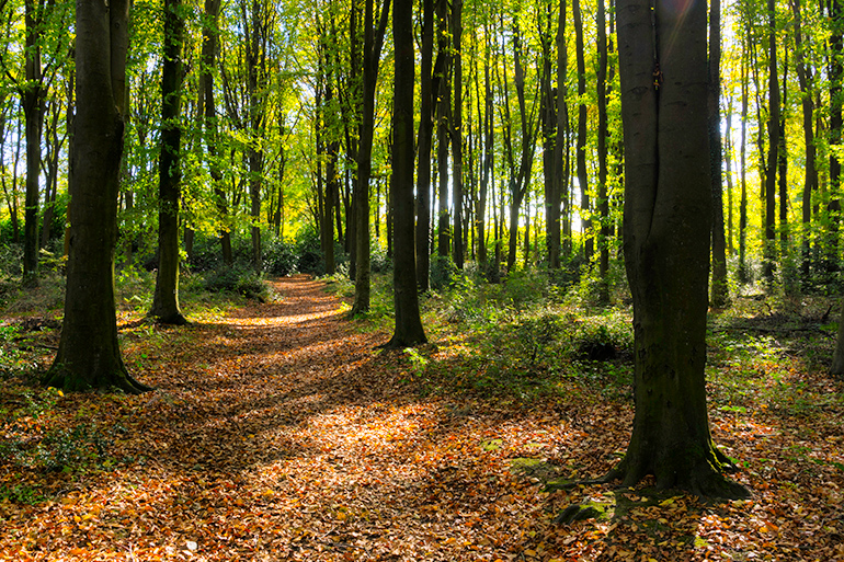 Trail in the woods with sun shining through trees