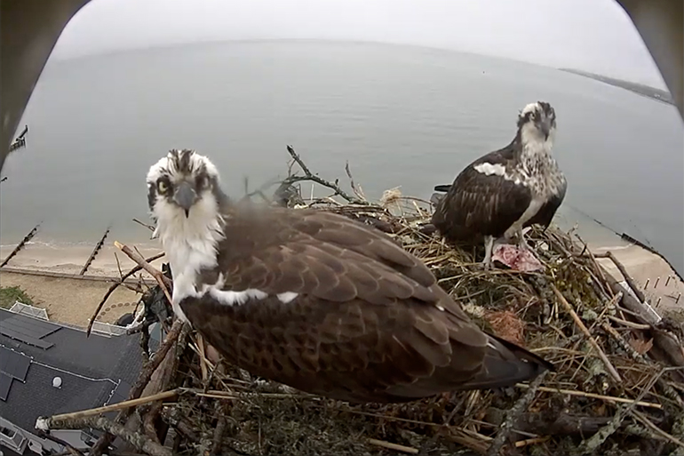 OspreyZone osprey George and his new mate in the nest