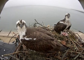 OspreyZone osprey George and his new mate in the nest