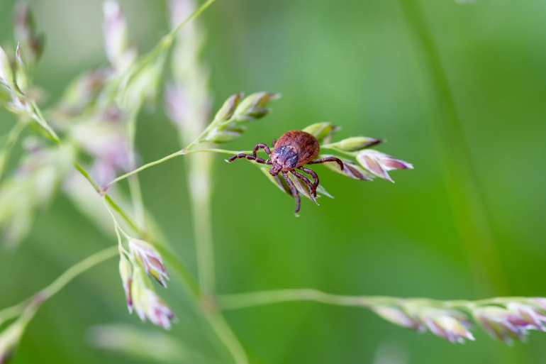 Ticks lurk on tall grasses and weeds