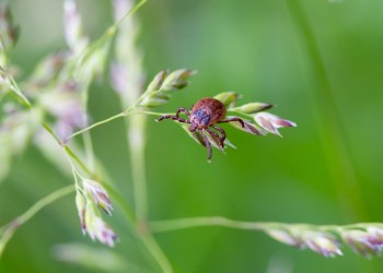 Ticks lurk on tall grasses and weeds