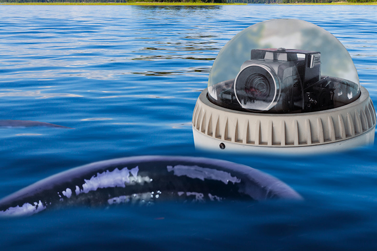 Lake Agawam water testing device and giant eel STEVE