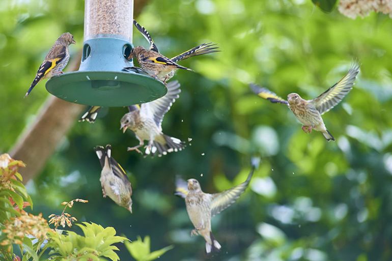 Goldfinch on garden feeder
