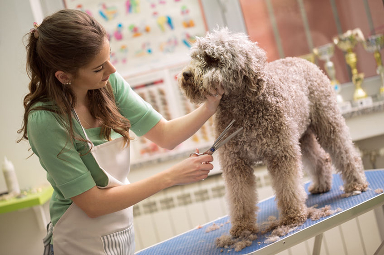 Dog groomer