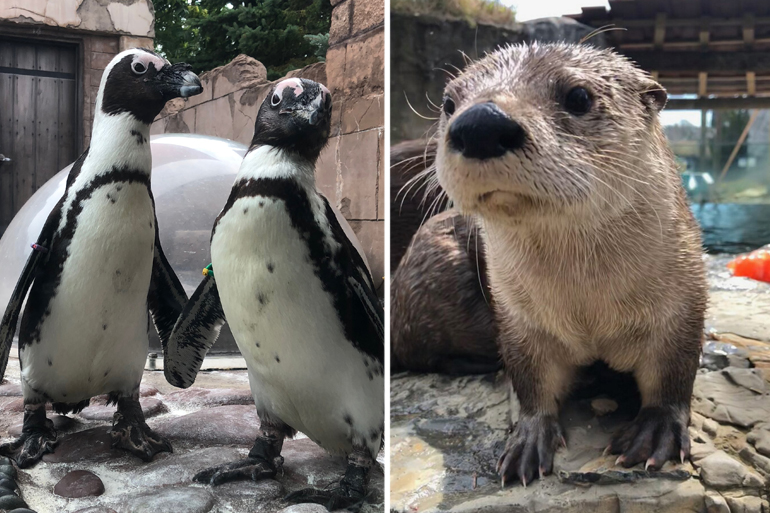 Three of Long Island Aquarium's adorable residents, Photo: Courtesy Long Island Aquarium