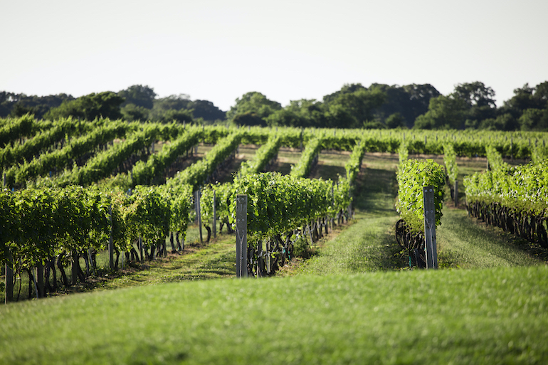 Wölffer Estate Vineyard vines, Photo: Courtesy Wölffer Estate Vineyard