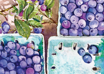 CVR_AnnKissaneEngelhart3