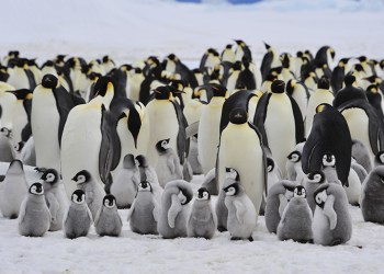 Emperor Penguins with chick Snow Hill in Antarctica