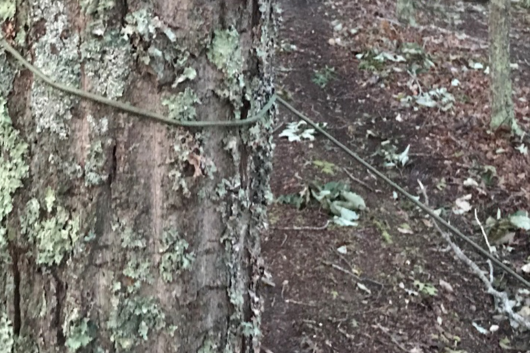 One of the cords tied to a tree in an attempt to deter dirt bikers and ATV riders. Photo Courtesy Suffolk Crimes Stoppers