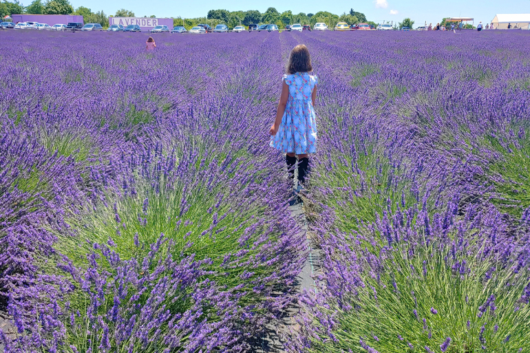 Lavender by the Bay, East Marion