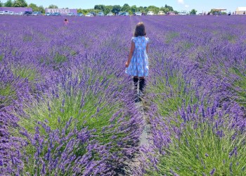 Lavender by the Bay makes for a beautiful family outing in East Marion on the North Fork