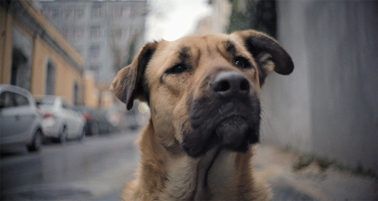"Stray," Image: ©Magnolia Pictures, courtesy HamptonsFilm