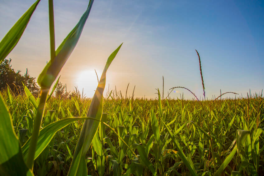 Corn Field at Sunrise