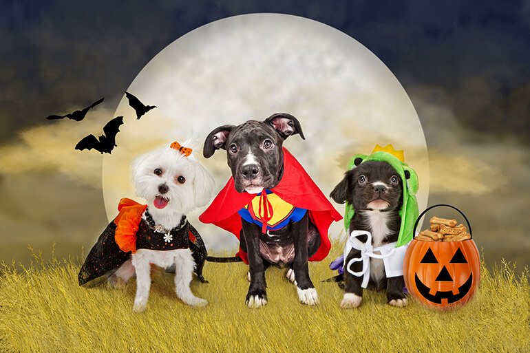 Three cute little puppy dogs dressed in Halloween costumes sitting in a field at night